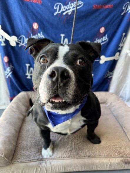 RON - American Staffordshire Terrier for adoption in Santa Clarita