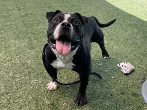 RON - American Staffordshire Terrier for adoption in Santa Clarita