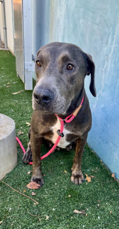 BIZZY - American Staffordshire Terrier / Doberman Pinscher available for adoption