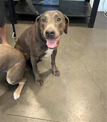 BIZZY - American Staffordshire Terrier / Doberman Pinscher available for adoption