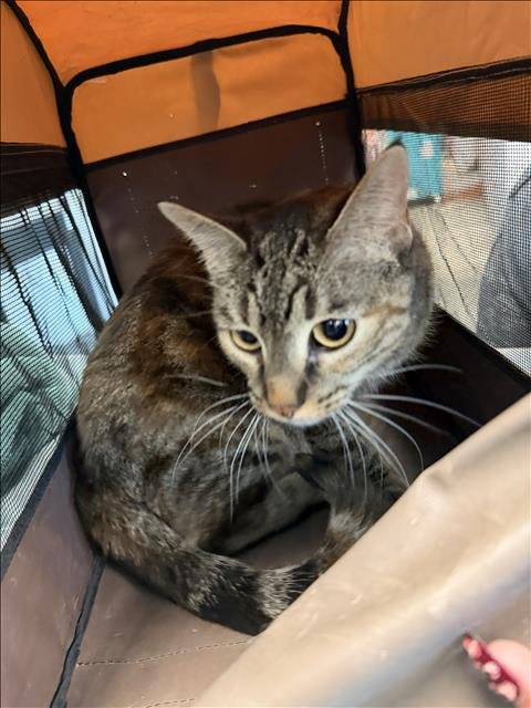 MISA - Domestic Short Hair available for adoption