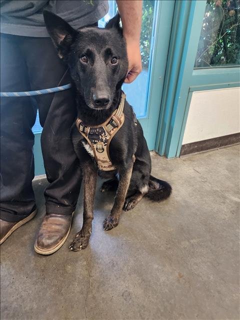 BANDIT - German Shepherd Dog for adoption in Santa Clarita