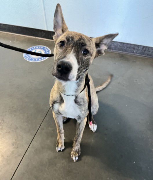 NYLA - Catahoula Leopard Dog for adoption in Santa Clarita