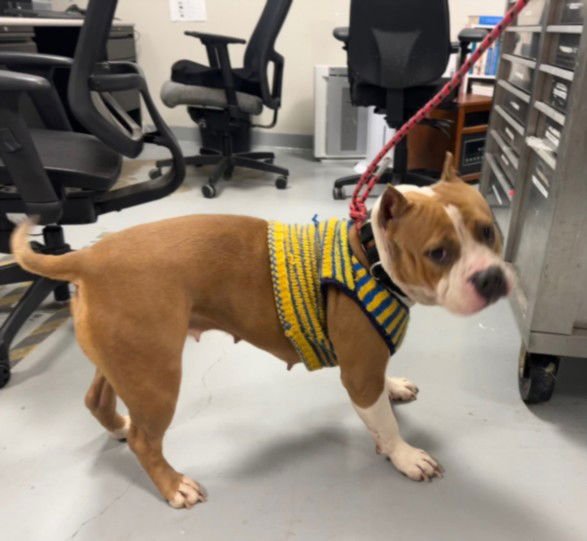 OLIVE - American Pit Bull Terrier available for adoption