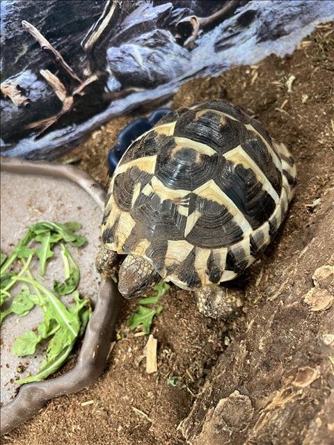GUMBALL - Tortoise available for adoption