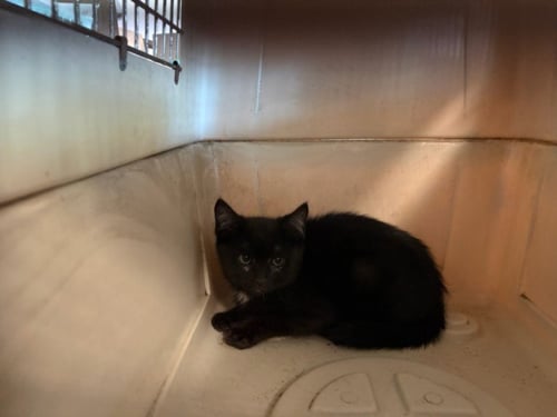 BESSIE - Domestic Short Hair for adoption in Santa Clarita