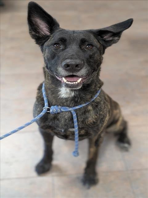 BOYD - German Shepherd Dog / Belgian Shepherd Malinois available for adoption