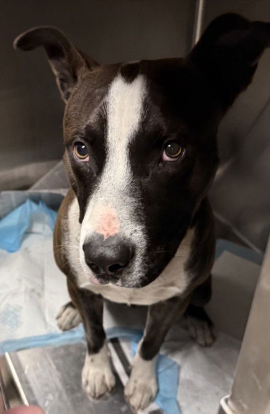 EDDY - American Staffordshire Terrier available for adoption