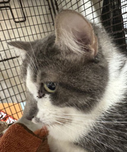 REX - Domestic Short Hair available for adoption