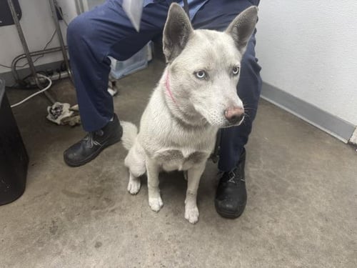 RENIE - Husky available for adoption