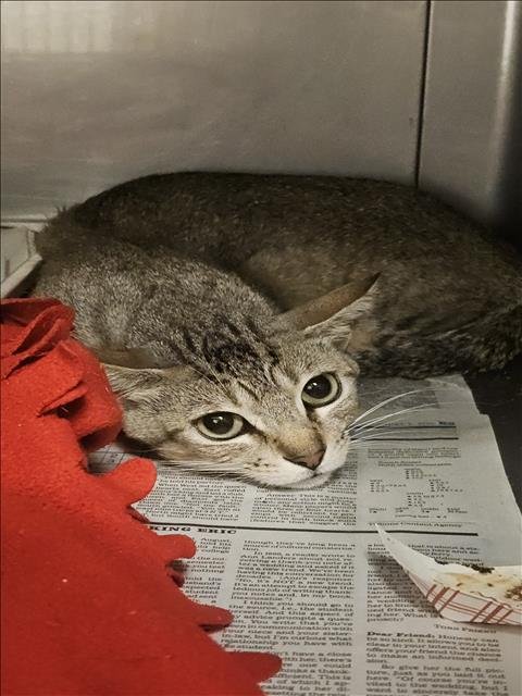CHESTNUTT - Domestic Short Hair for adoption in Santa Clarita