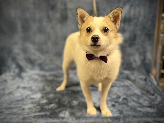 SWEDEN - Chihuahua available for adoption