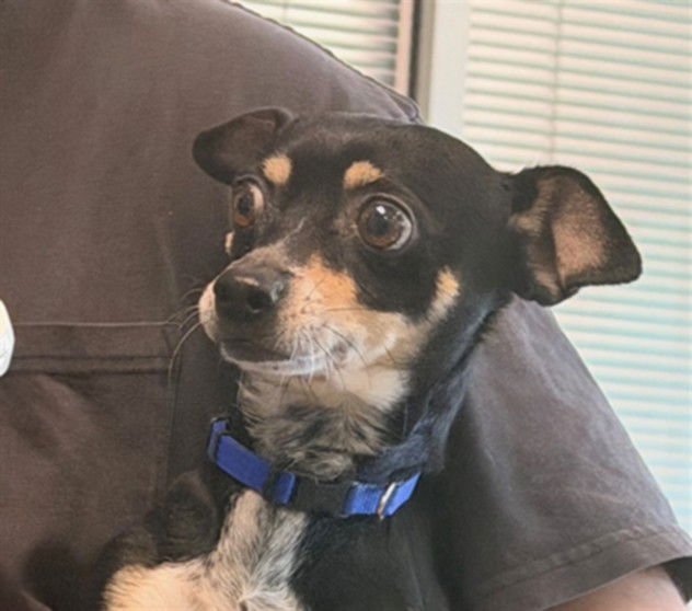 CHUY - Chihuahua available for adoption