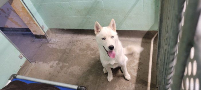BUCKY - Siberian Husky available for adoption