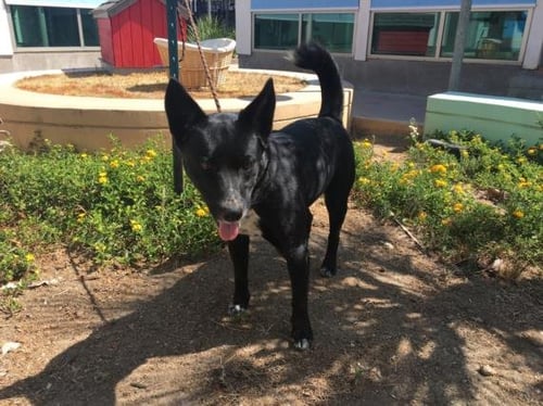 ARCANA - German Shepherd Dog available for adoption