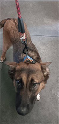 AMBA - German Shepherd Dog available for adoption