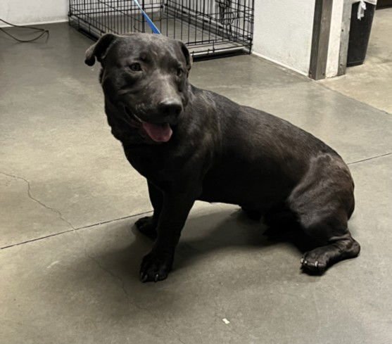 JETSON - Labrador Retriever available for adoption