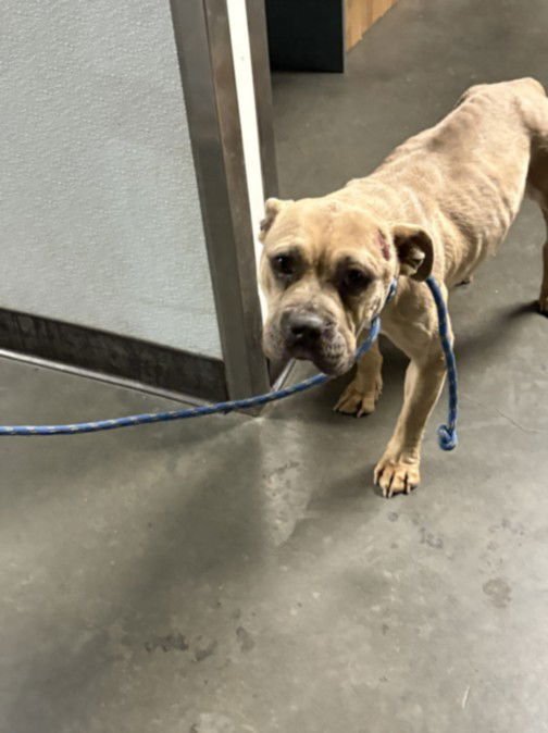 VIOLA - French Bulldog available for adoption