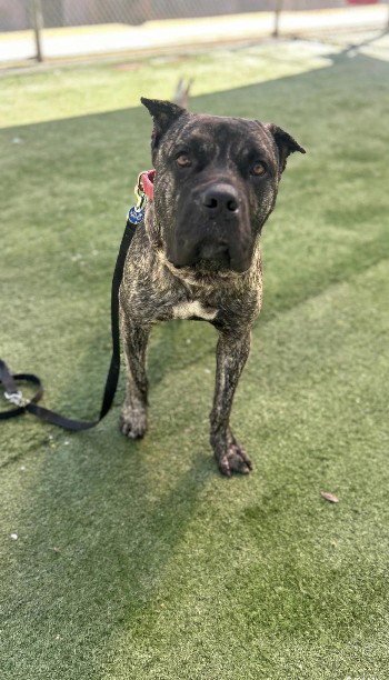 KURAMA - Presa Canario available for adoption