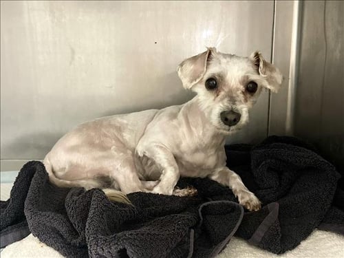 MARLEY - Maltese / Poodle (Miniature) available for adoption