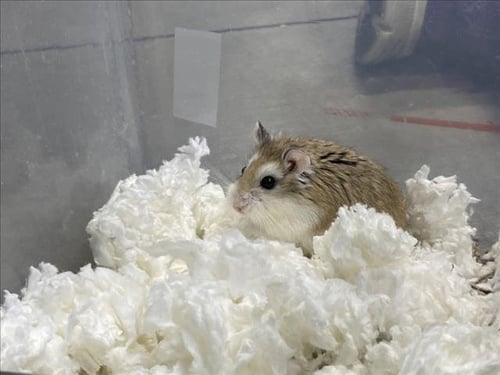 CAINE - Hamster available for adoption