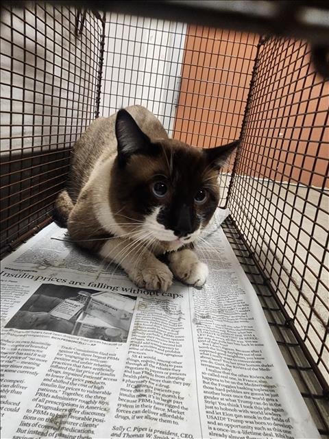 ANGEL - Siamese available for adoption