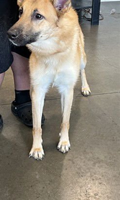 TERRY - German Shepherd Dog available for adoption