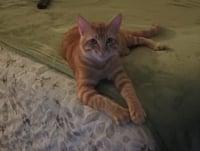 BOOGIE - Photo 1