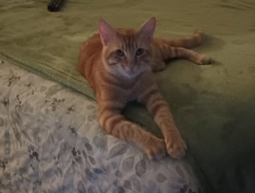 BOOGIE - Domestic Short Hair available for adoption