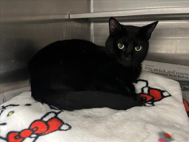 SALEM Image