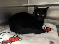 SALEM - Photo 1
