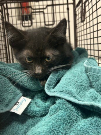 FREEWAY - Domestic Short Hair available for adoption