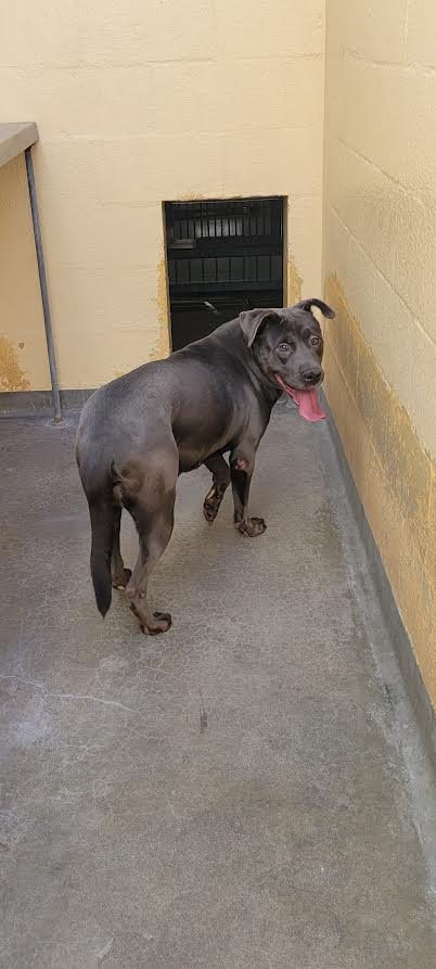 MIMI - Staffordshire Bull Terrier available for adoption