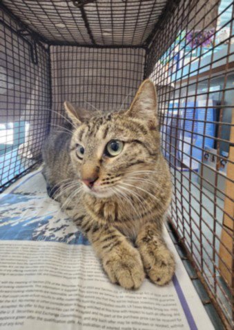 KATNISS - Domestic Short Hair available for adoption