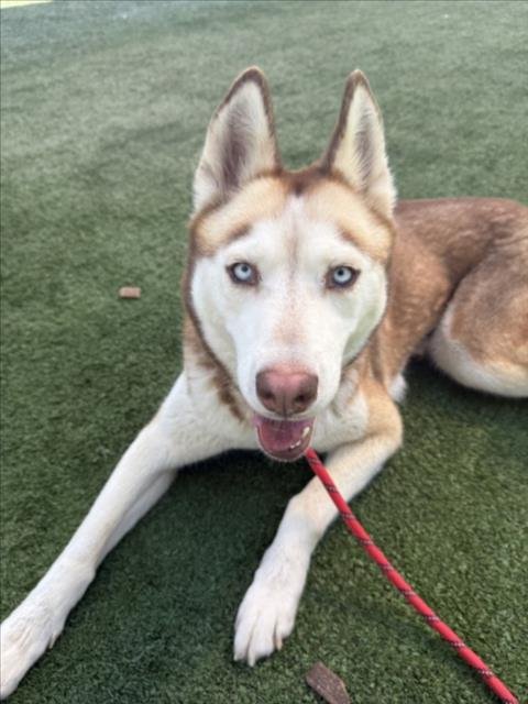BLAIZE - Husky available for adoption
