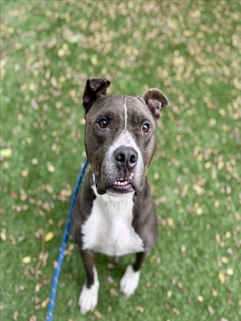 BENIHANA - American Staffordshire Terrier available for adoption