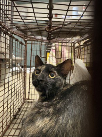 GINGER RAY - Domestic Short Hair available for adoption