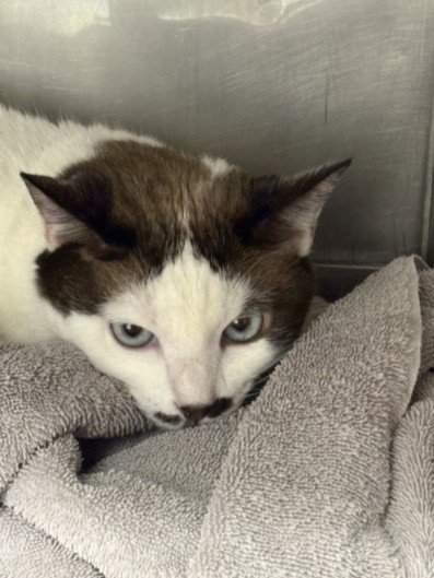 MARILYN - American Shorthair for adoption in Santa Clarita