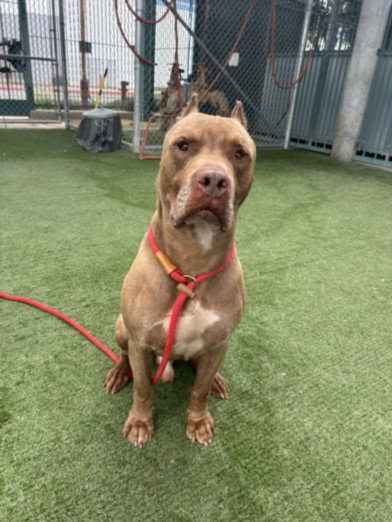 COPPER - Pit Bull Terrier available for adoption