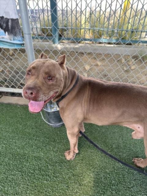 COPPER - Pit Bull Terrier for adoption in Santa Clarita