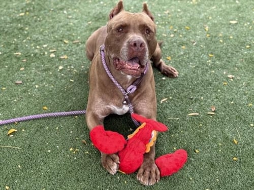 COPPER - Pit Bull Terrier available for adoption