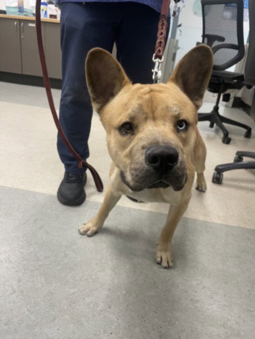 VISTA - Carolina Dog available for adoption