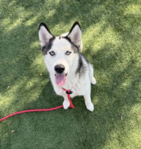 VIVIENNE - Siberian Husky available for adoption