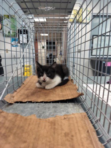 DART - Domestic Short Hair available for adoption