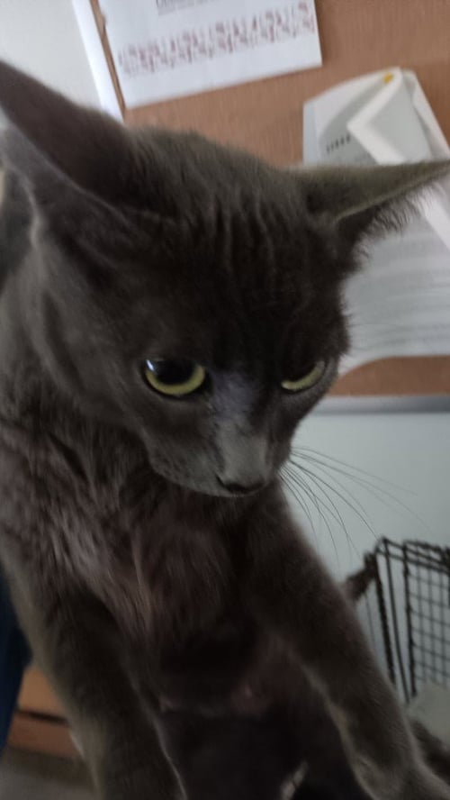 ZILLA - Domestic Short Hair available for adoption