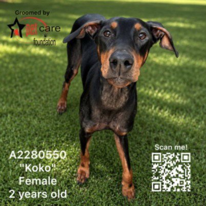 KOKO - Doberman Pinscher available for adoption