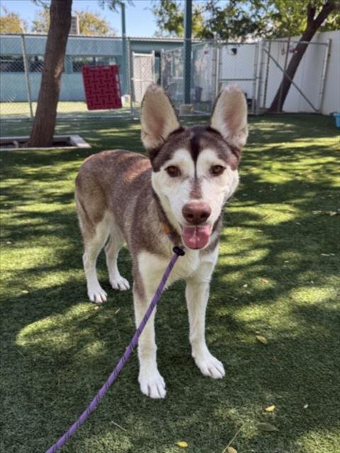 BELLA - Siberian Husky available for adoption