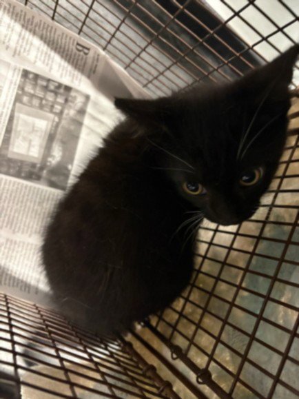 JAY - Domestic Short Hair for adoption in Santa Clarita
