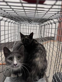 MEW - Photo 1