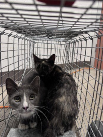 MEW - Domestic Short Hair for adoption in Santa Clarita